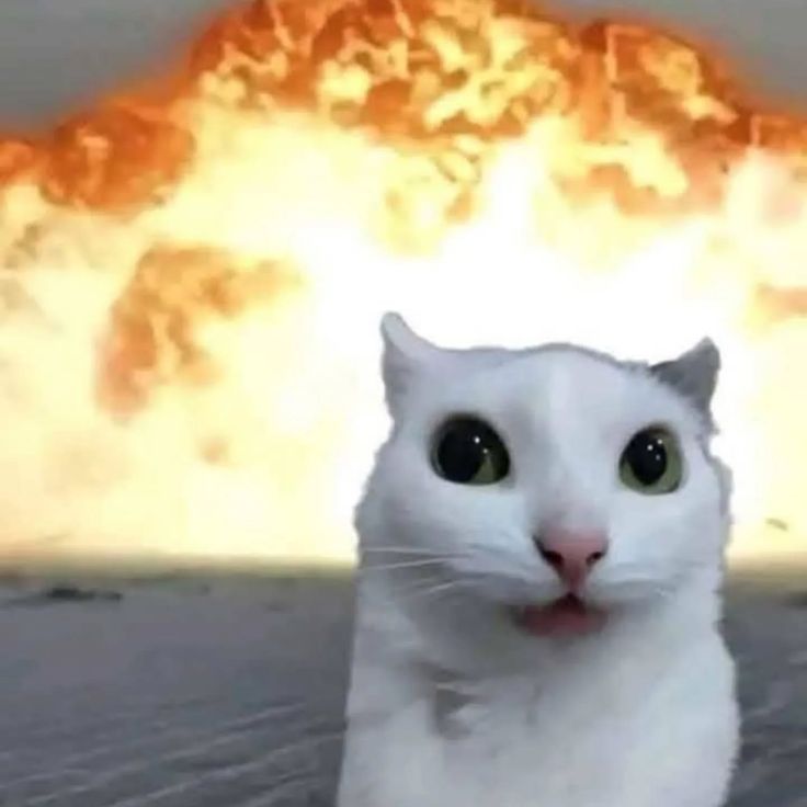 Un gato con una explosion detras