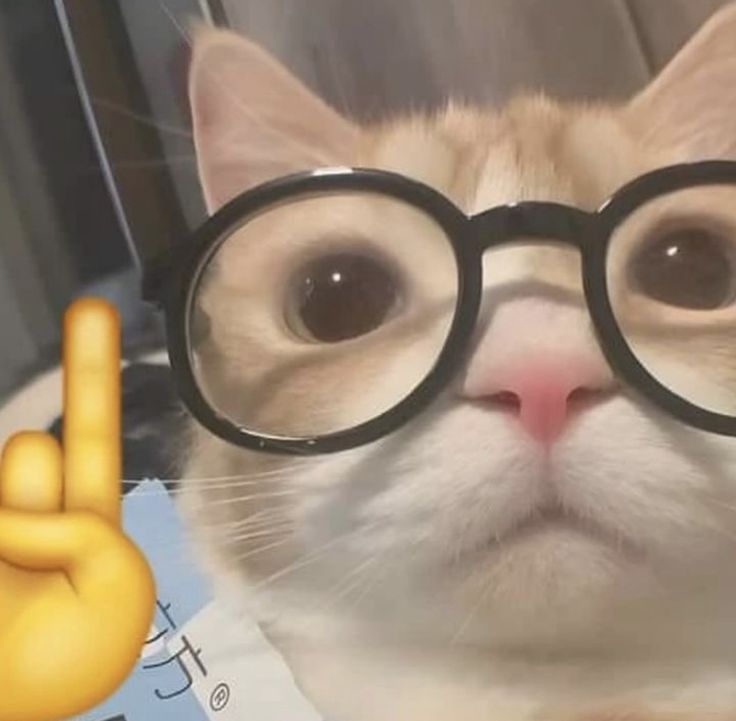 Gato nerd